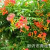 場家批發(fā)綠化苗木花卉喬木花灌木色塊宿根類凌霄 歡迎咨詢