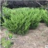 基地供應(yīng)龍柏球 綠化工程樹(shù)苗 常綠龍柏球 行道公園龍柏球