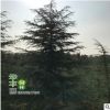 四季常青規(guī)格齊全 雪松 大量批發(fā)供應(yīng) 易成活 雪松 基地現(xiàn)貨 雪松
