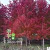 批發美國紅楓樹苗行道樹綠化苗木 四季紅楓樹苗 風景樹 行道樹