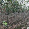 批發綠化苗木垂絲海棠 西府海棠樹苗 北美海棠 盆栽庭院美化