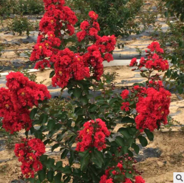 百日紅紫薇樹苗批發(fā) 園林植物落葉喬木紫薇樹苗