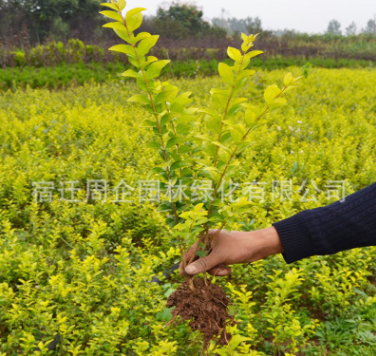 基地直銷金葉女貞樹綠化工程小區園林綠化樹