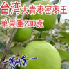 臺灣大青棗果樹苗蜜棗王嫁接苗南方種植果樹苗木盆栽地栽當(dāng)年結(jié)果