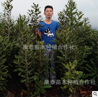 3年苗高1.2米以上正宗澳洲堅果嫁接樹苗夏威夷果樹苗