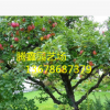 藤木1號(hào)蘋果樹價(jià)格 適應(yīng)能力強(qiáng) 成活率高
