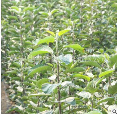 新品種上市 直銷矮化占蘋果樹 易成活耐旱耐寒矮化占蘋果樹