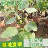 山東地栽波姬紅紅心無花果苗 庭院種植砂糖青皮無花果苗