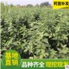 供應新疆矮化柱狀蘋果樹苗 紅香蘋果樹苗盆景 高酸蘋果苗批發(fā)
