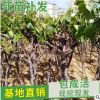 批發(fā)樹形葡萄小苗各類果樹苗品種齊全 庭院盆栽南方北方地栽種植