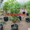桑葚樹苗盆景盆栽地栽陽臺 桑樹苗批發新品種果樹苗桑葚樹苗