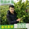 山東平邑柚子苗 紅心柚 大果柚子樹苗 嫁接柚子樹苗批發