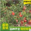 山東自產(chǎn)自銷樹苗觀賞結(jié)果花石榴盆景 庭院陽臺花草樹苗批發(fā)