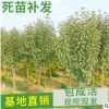 矮化柱狀蘋果樹苗 紅富士蘋果苗 直供新疆3-5公分蘋果樹占地用苗