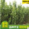 山東批發基地金太陽杏樹苗 杏樹苗木 地栽珍珠油果樹苗自產自銷