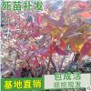 山東平邑黑莓紅莓樹苗自產自銷 品種齊全藍莓苗木批發(fā)