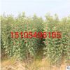 直供新疆矮化柱狀蘋果樹苗 紅香蘋果樹苗盆景 高酸蘋果苗批發(fā)
