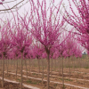 苗圃直銷 巨紫荊 景觀行道樹 規(guī)格齊全 園林綠化工程 花色鮮艷
