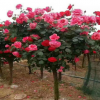 樹狀月季 高桿月季 大花月季 花多花大 樹狀月季價格 批發直銷