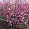垂絲海棠 花灌木 綠化工程苗 園林觀花樹種 規格齊全 量大優惠
