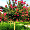 批發紅花紫薇 紅火箭紫薇樹 高桿紫薇紅火球 百日紅紫薇