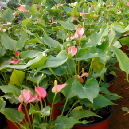 植物盆栽 紅掌 粉掌 盆景花卉 凈化空氣 量大優惠