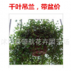 批發(fā)千葉吊蘭 室內(nèi)盆景 凈化空氣 垂吊植物 吸收甲醛