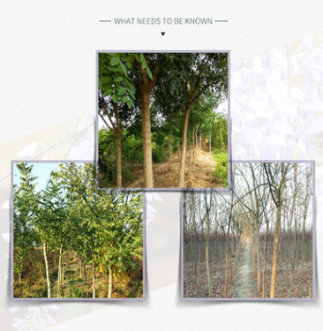 國槐國槐樹苗道路景觀國槐4年苗基地直銷國槐等各種綠化苗木