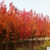 紅楓美國紅楓系列紅點秋火焰主干高兩米半基地直銷紅楓等綠化苗木