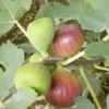 白圣比羅無花果苗 直銷無花果苗 無花果小苗 當(dāng)年結(jié)果 舉報(bào)