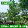 低價苗圃 銀杏樹曼地亞紅豆杉 小苗批發(fā) 規(guī)格齊全 量大優(yōu)惠