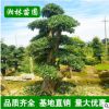 供應(yīng)園林綠化苗木 欏木石楠樹 造型欏木石楠 規(guī)格齊全 基地直銷
