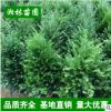低價苗圃 紅豆杉 曼地亞紅豆杉 小苗批發(fā) 規(guī)格齊全 量大優(yōu)惠