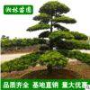 【基地直銷】苗圃經(jīng)營(yíng)漢松 造型羅漢松 工程綠化苗 園林綠化苗
