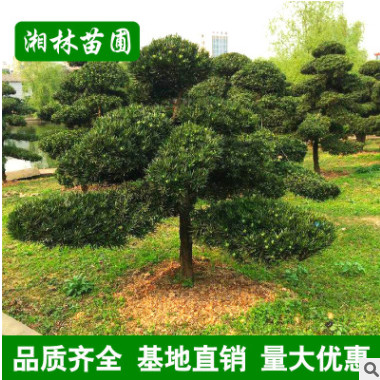 園林綠化樹 市政園林 羅漢松 各種造型樹 造型優美