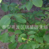 黑龍江占地核桃樹苗 4公分5公分核桃樹 4公分 5公分桃樹
