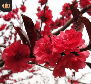 基地供應(yīng)行道綠化庭院觀賞 易成活 龍柱碧桃 紅葉碧桃