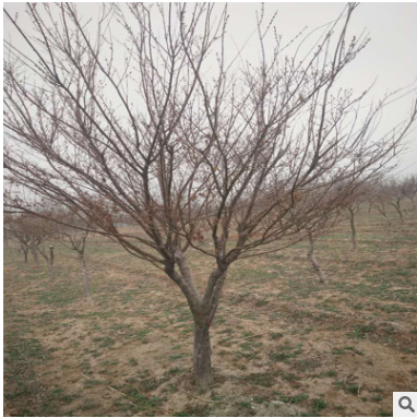 8公分雞爪槭 9公分10公分雞爪槭 12公分雞爪槭