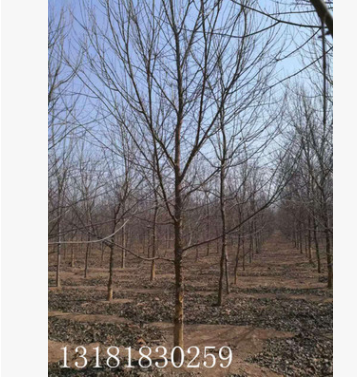 10-15公分三角楓 茶條槭 12公分三角楓