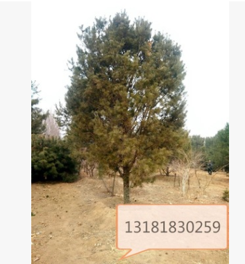 供應(yīng)5米白皮松 6米7米白皮松