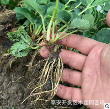 全明星草莓苗 價格低廉 品質(zhì)優(yōu)良 露天栽植草莓苗