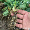 全明星草莓苗 價(jià)格低廉 品質(zhì)優(yōu)良 露天栽植草莓苗
