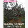 山東供應(yīng)50公分紅香酥梨苗