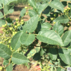 泰安大紅袍花椒苗直銷 花椒苗木 品種優(yōu)質(zhì) 花椒樹苗