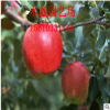 紅富士蘋果苗 酸甜可口 成活率高的蘋果苗規(guī)格齊全