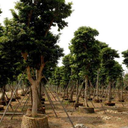 三年四季常綠樹 專業種植