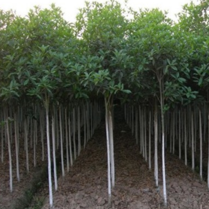 道路綠化 四季常綠樹 園林綠化