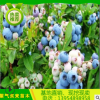 批發薄霧藍莓苗 3年兔眼藍莓苗 南高叢藍莓苗
