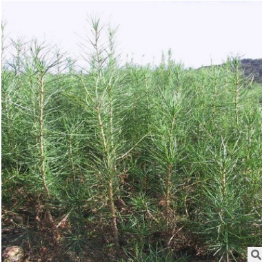 批發(fā)落葉松種子價格 顆粒飽滿 落葉松種子銷售 包發(fā)芽