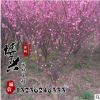供應各種綠化工程苗木 高品質(zhì)重瓣榆葉梅小苗批發(fā) 規(guī)格齊全易成活